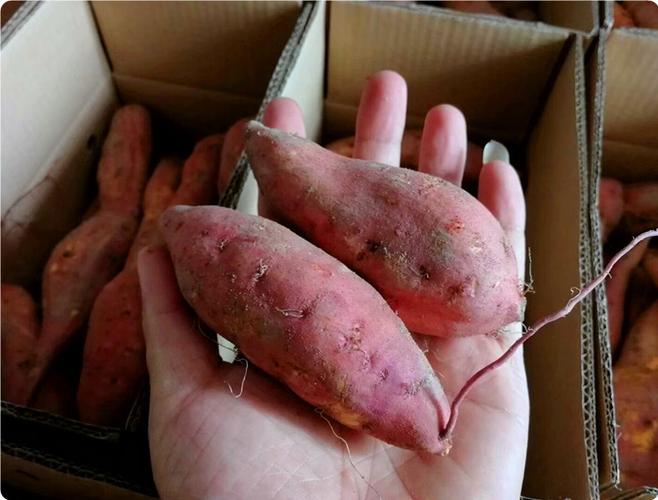 厂家直销六鳌蜜薯甘薯红薯烤地瓜番薯食用农产品批发包邮一件代发