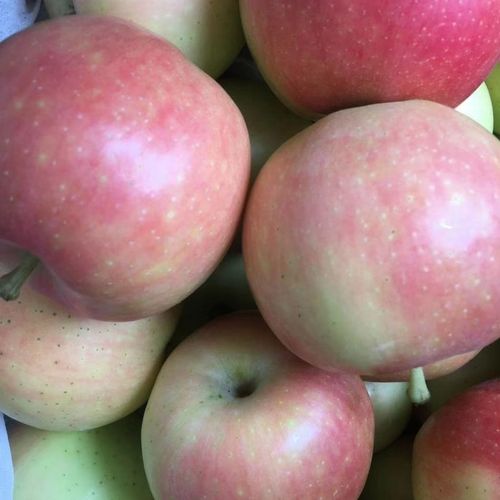 新款黄元帅牛甘果心斤山西省运城市食用农产品红富士苹果季节水果