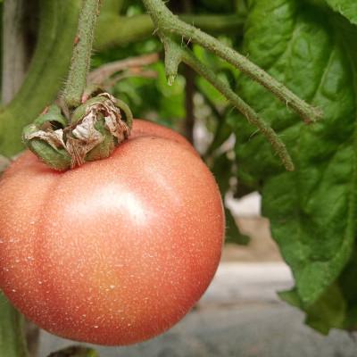 沛县食用农产品新鲜蔬菜吃货当季水果现摘5斤自然熟生吃番茄直销